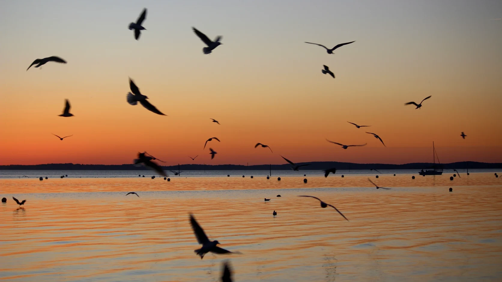 Photographie de Gwenaëlle Barreau : des oiseaux au-dessus de la mer au crépuscule